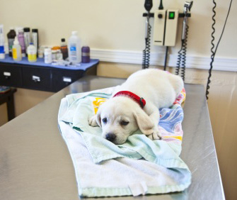 Puppy in vet's office Puppy in vet's office